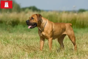 Read more about the article Boerboel tenyésztők és kölykök Hamburgban