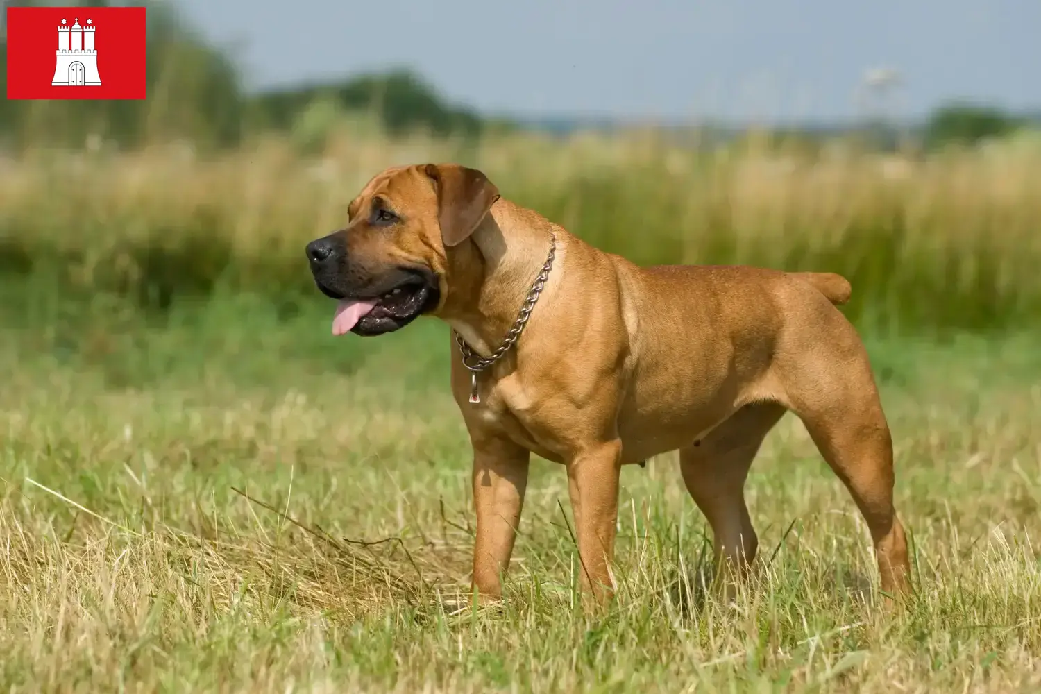 Boerboel kiskutyák és tenyésztők Hamburg Itt megtalálja a hamburgi boerboel tenyésztőket.