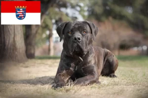 Read more about the article Boerboel tenyésztők és kölykök Hessenben