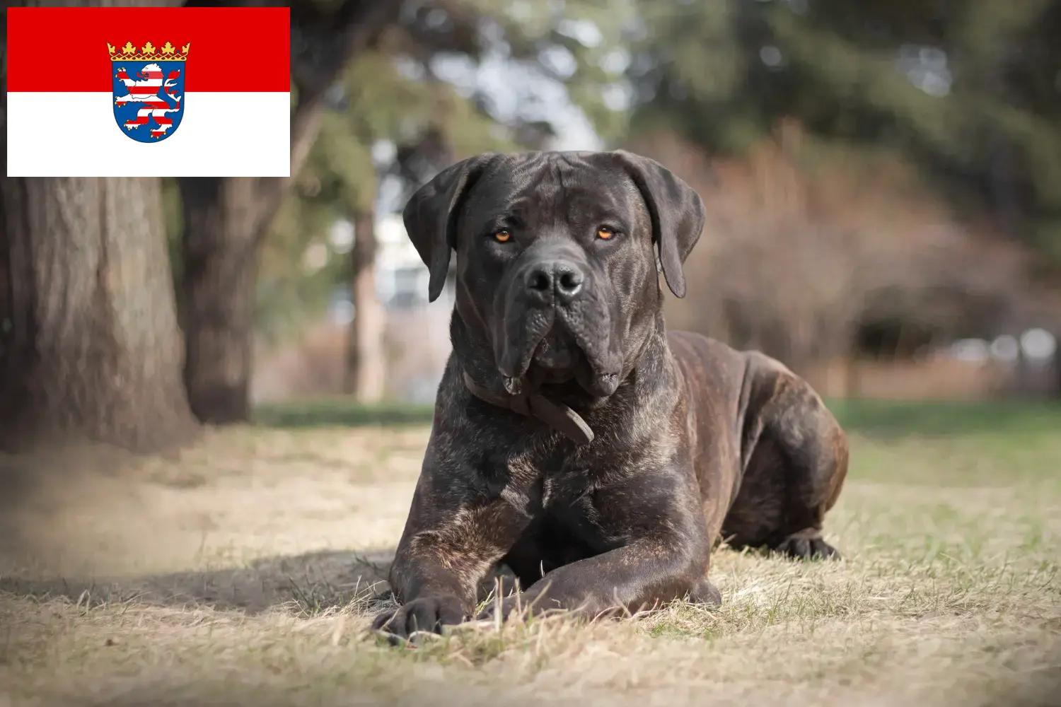 Read more about the article Boerboel tenyésztők és kölykök Hessenben