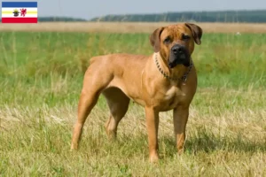 Read more about the article Boerboel tenyésztők és kölykök Mecklenburg-Vorpommern tartományban