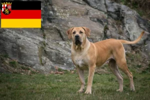 Read more about the article Boerboel tenyésztők és kölykök Rajna-vidék-Pfalzban