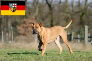 Read more about the article Boerboel tenyésztők és kölykök Saar-vidéken
