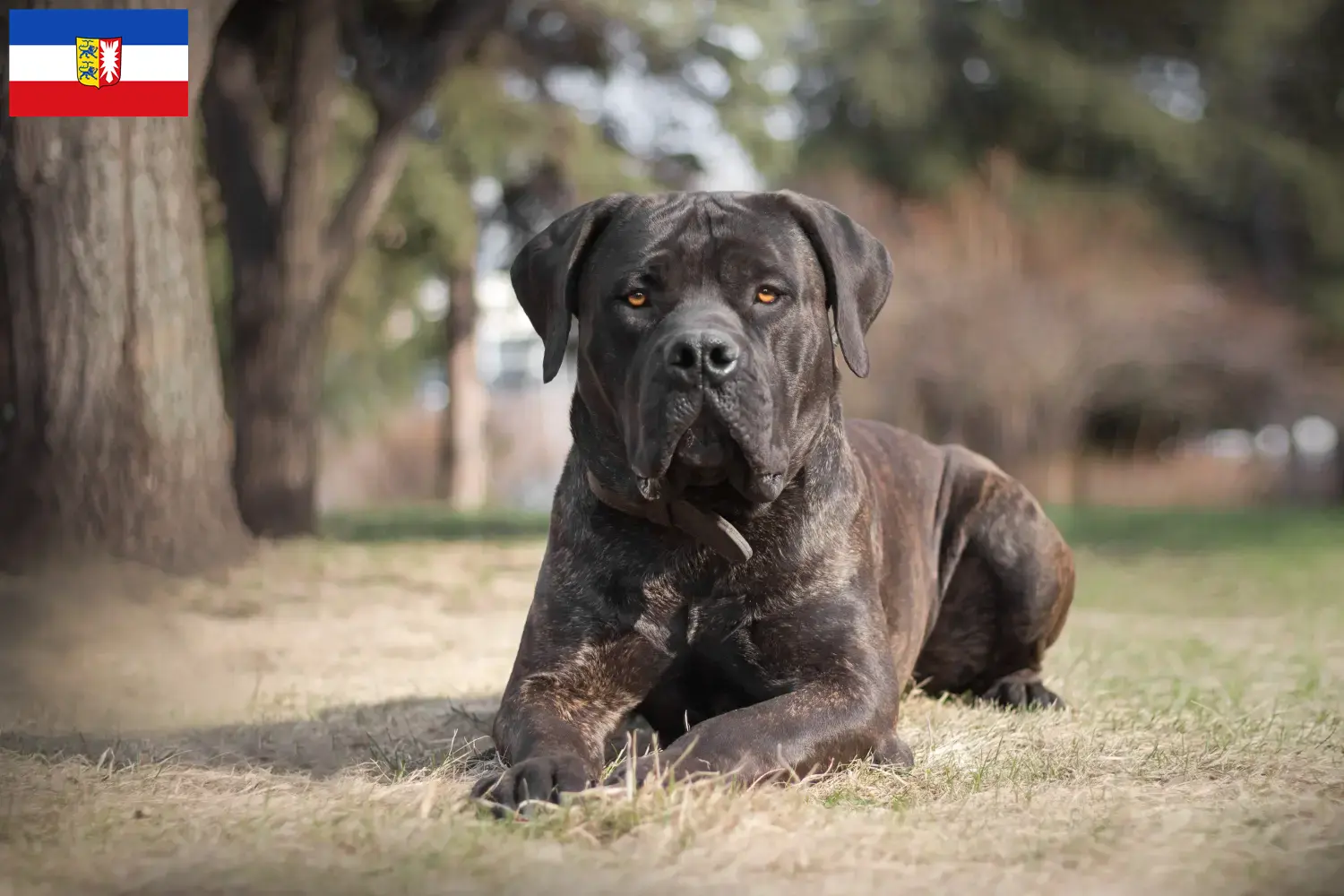 Read more about the article Boerboel tenyésztők és kölykök Schleswig-Holstein tartományban