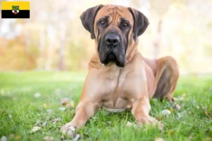 Read more about the article Boerboel tenyésztők és kölykök Szász-Anhaltban
