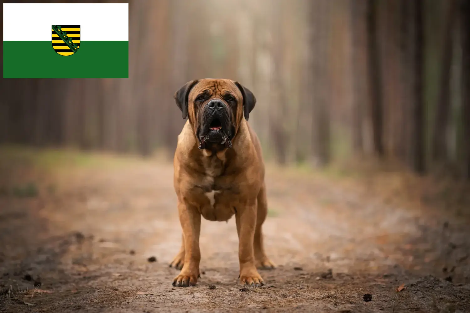 Boerboel kiskutyák és tenyésztők Szászország Itt szászországi berboel tenyésztőket talál.
