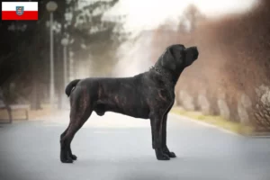Read more about the article Boerboel tenyésztők és kölykök Türingiában