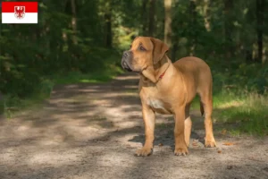 Read more about the article Boerboel tenyésztők és kölykök Brandenburgban