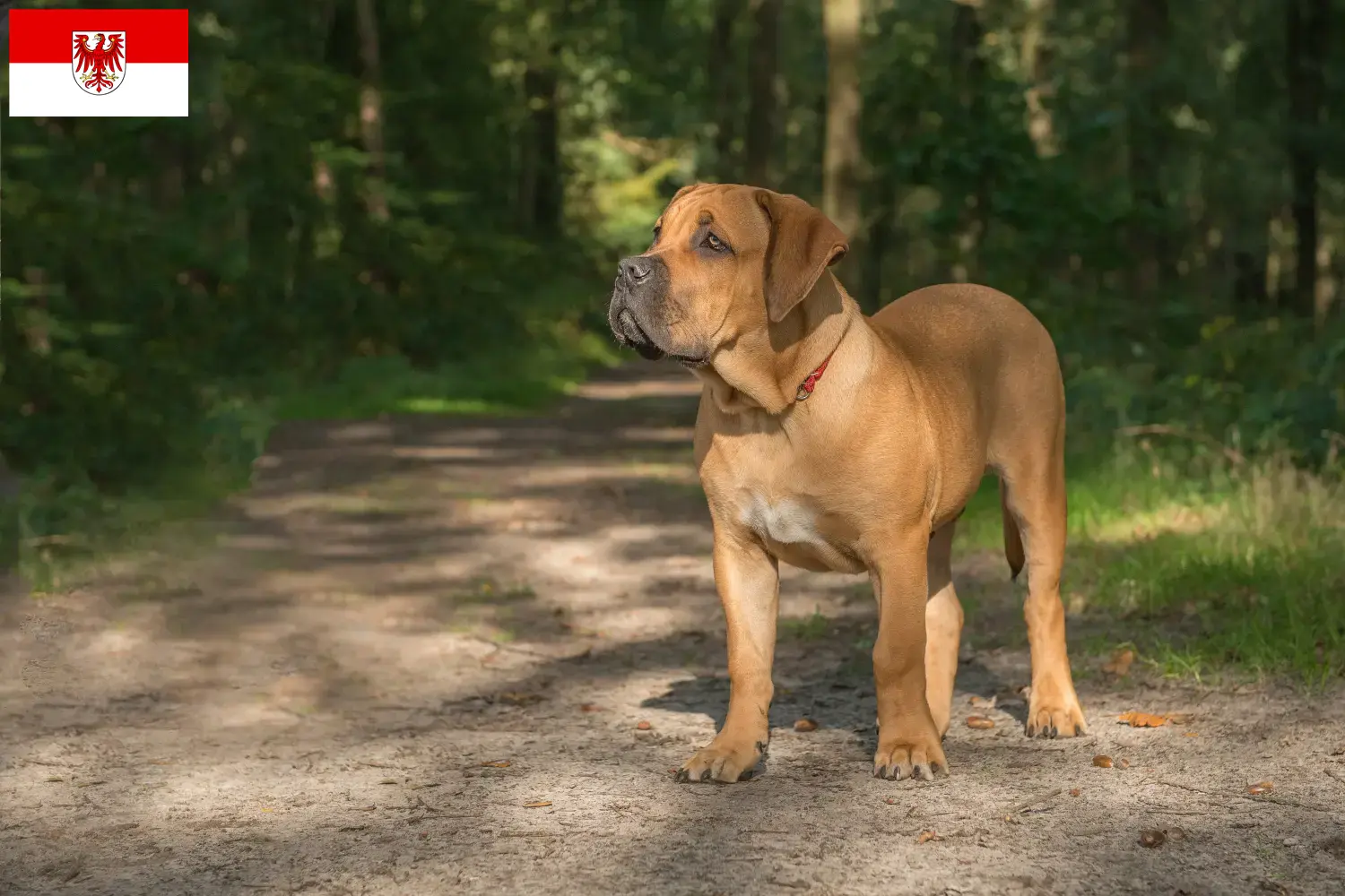 Boerboel kölykök és tenyésztők Brandenburg tartományban Itt találhat berboel tenyésztőket Brandenburgban.