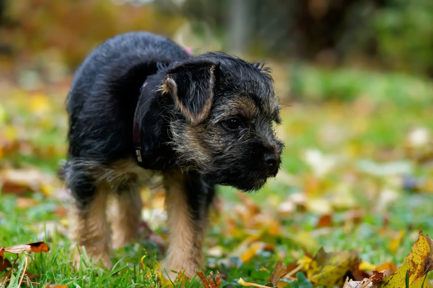 Border terrier kölyökkutya vásárlása felelősségvállalást jelent! Border terrier kiskutyák vásárlása.
