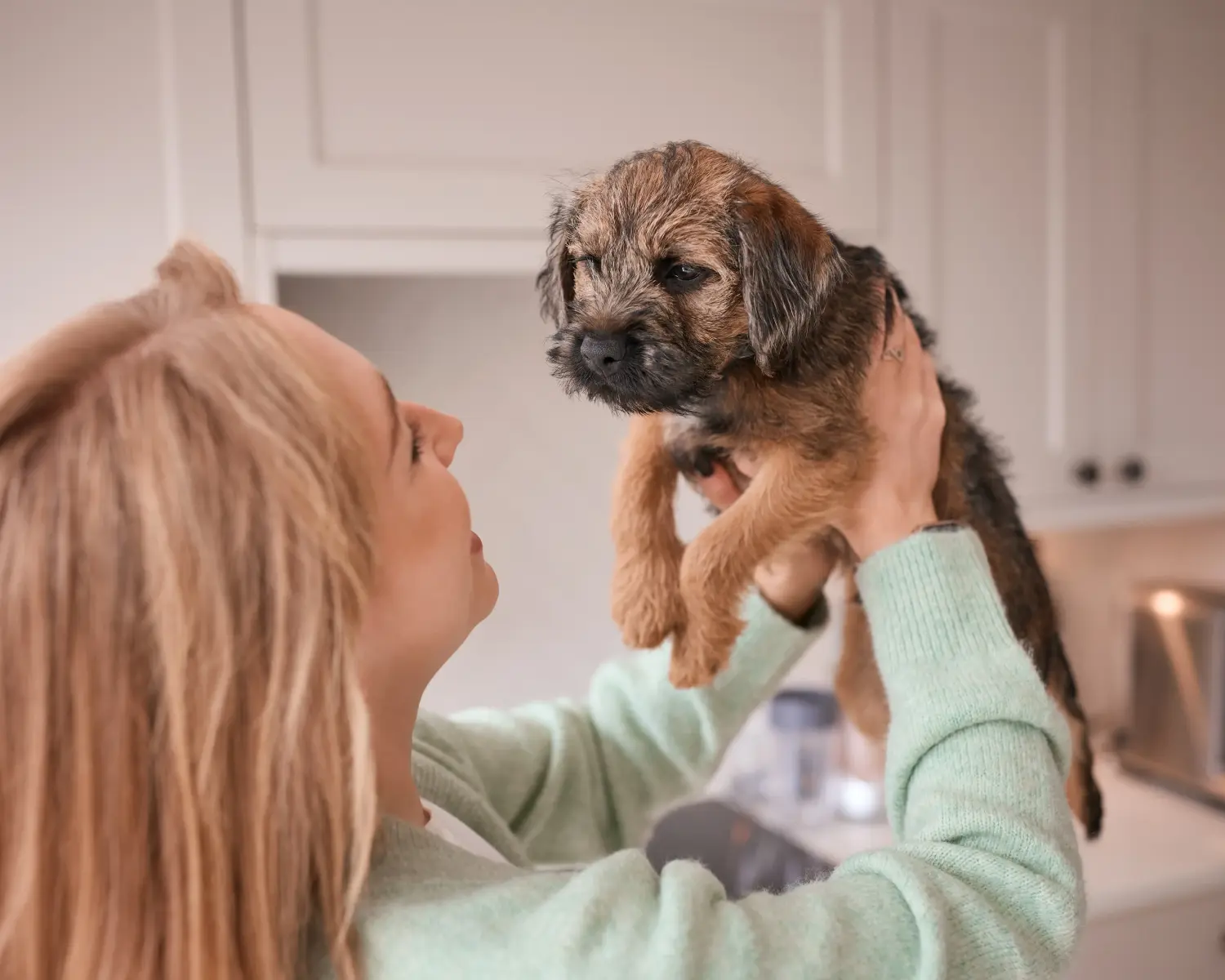 Border terrier kölyökkutya vásárlása felelősségvállalást jelent! Border terrier kiskutyák vásárlása.