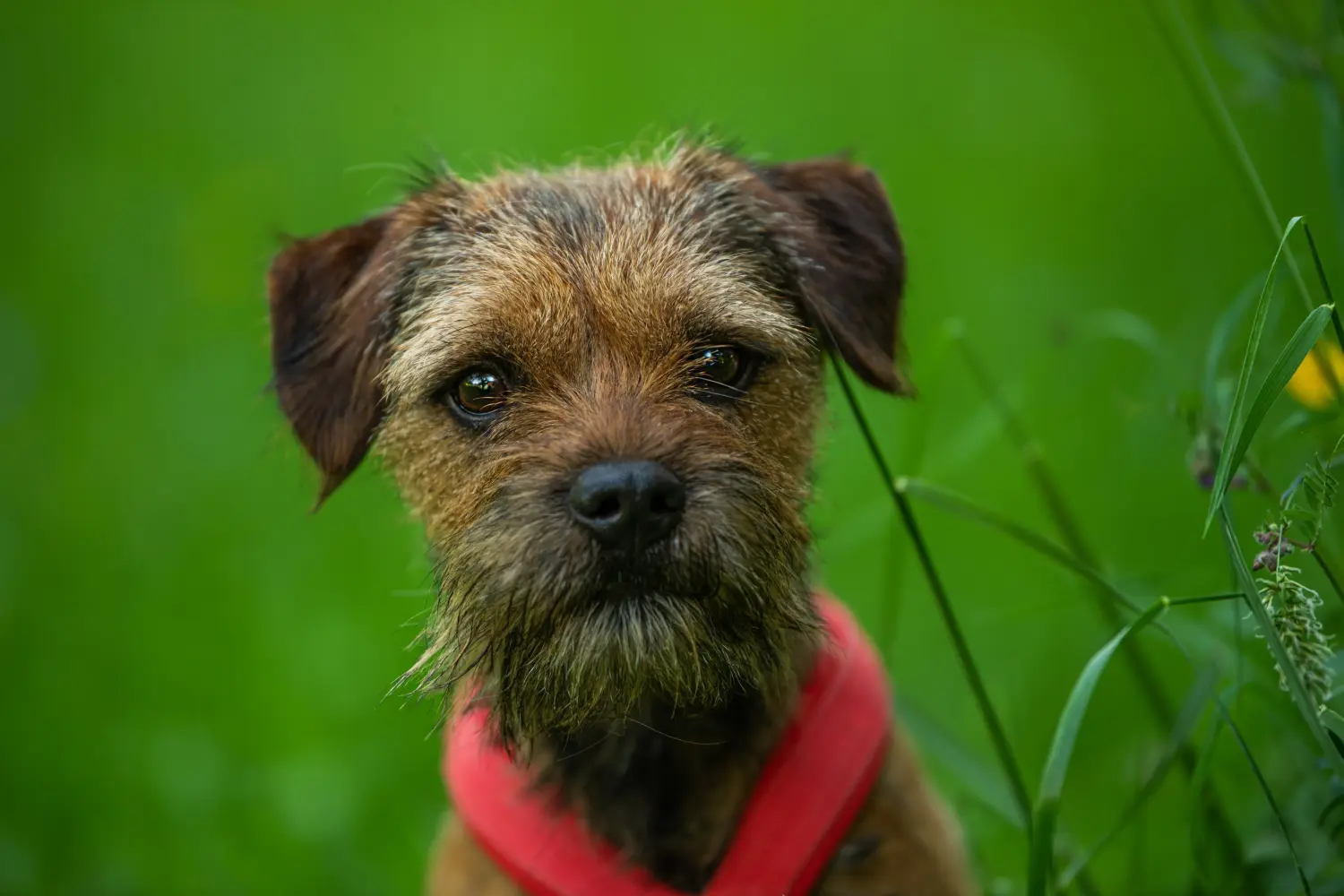 Border terrier kölyökkutya vásárlása felelősségvállalást jelent! Border terrier kiskutyák vásárlása.