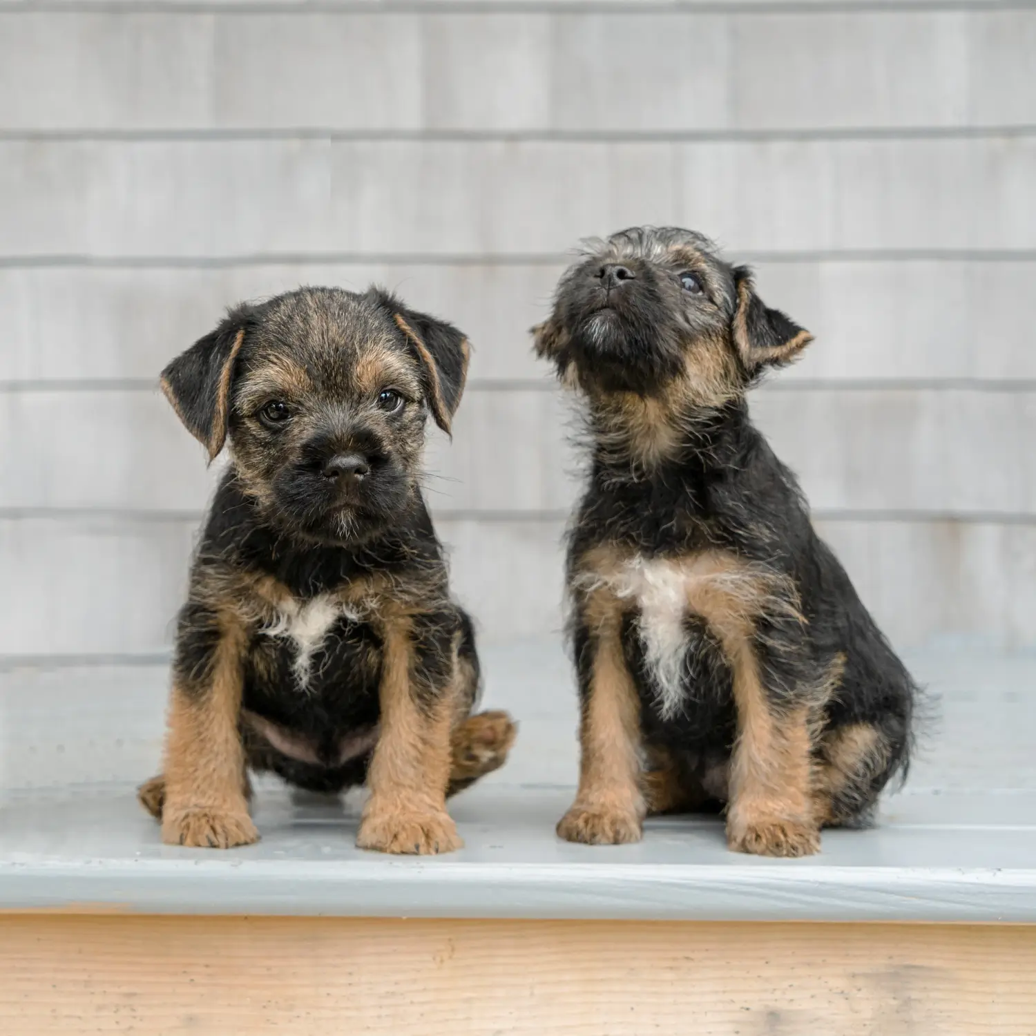 Border terrier kölyökkutya vásárlása felelősségvállalást jelent! Border terrier kiskutyák vásárlása.