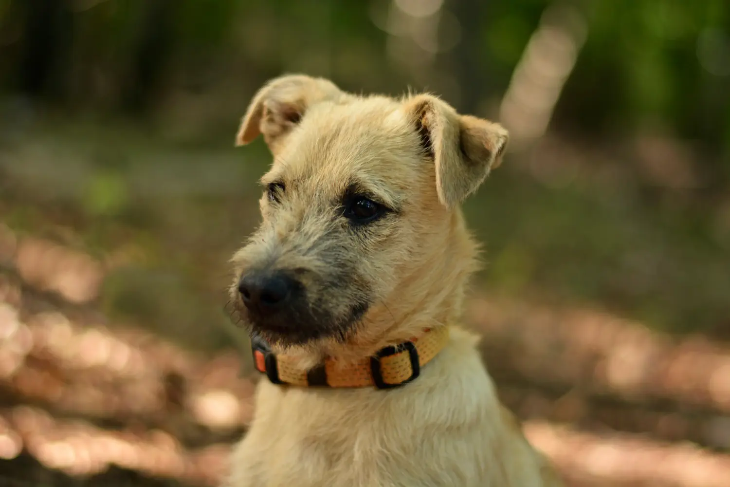 Border terrier kölyökkutya vásárlása felelősségvállalást jelent! Border terrier kiskutyák vásárlása.