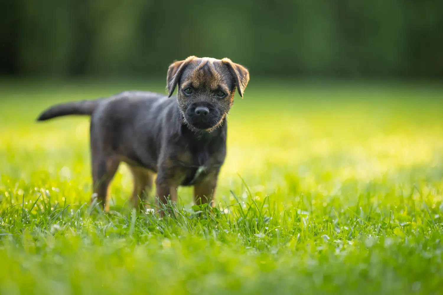 Border terrier kölyökkutya vásárlása felelősségvállalást jelent! Border terrier kiskutyák vásárlása.