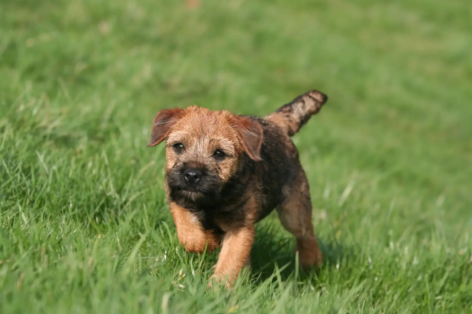 Border terrier kölyökkutya vásárlása felelősségvállalást jelent! Border terrier kiskutyák vásárlása.