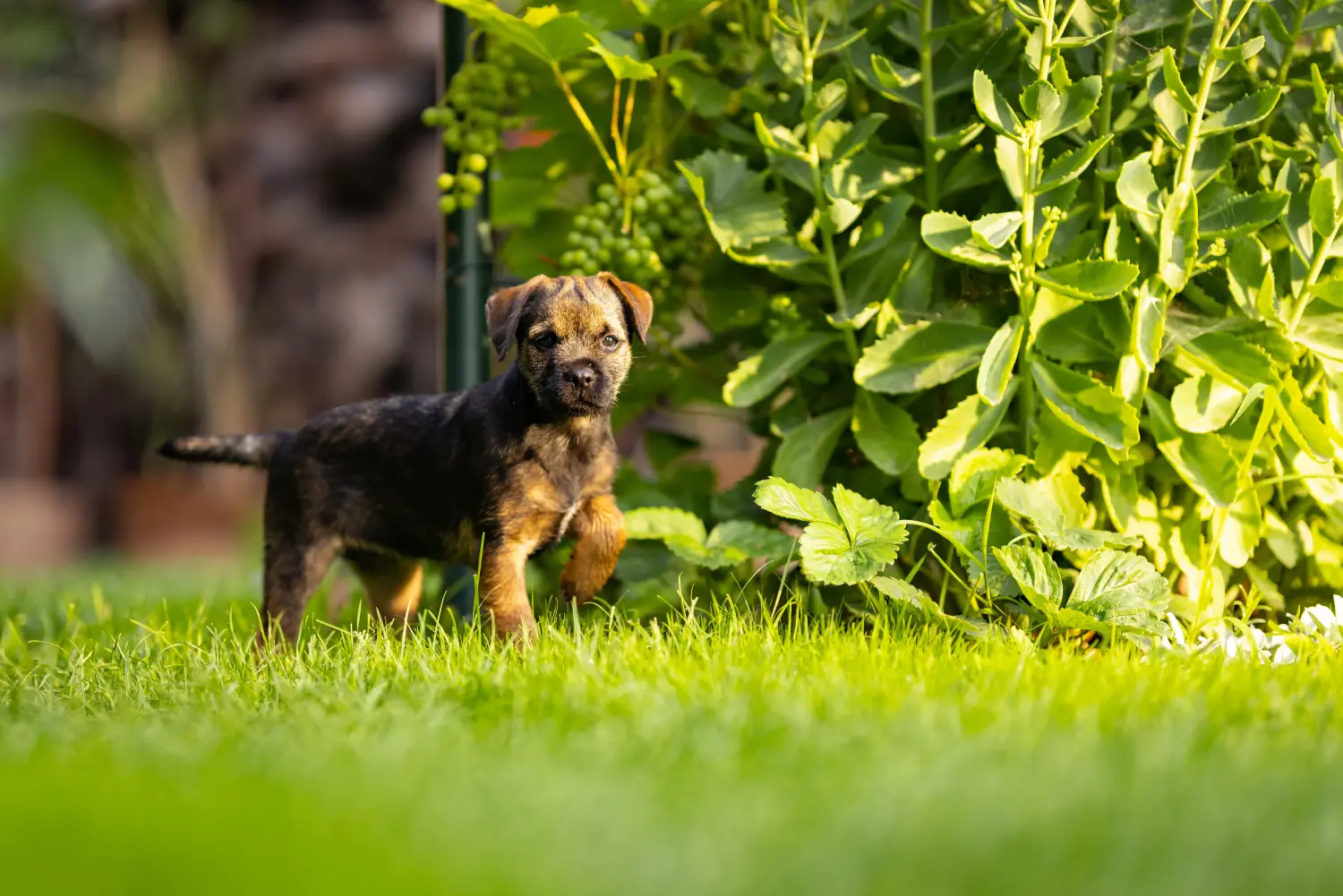 Border terrier kölyökkutya vásárlása felelősségvállalást jelent! Border terrier kiskutyák vásárlása.