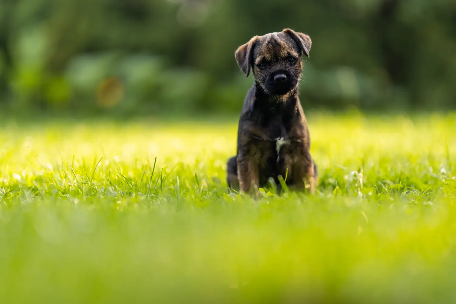 Border terrier kölyökkutya vásárlása felelősségvállalást jelent! Border terrier kiskutyák vásárlása.
