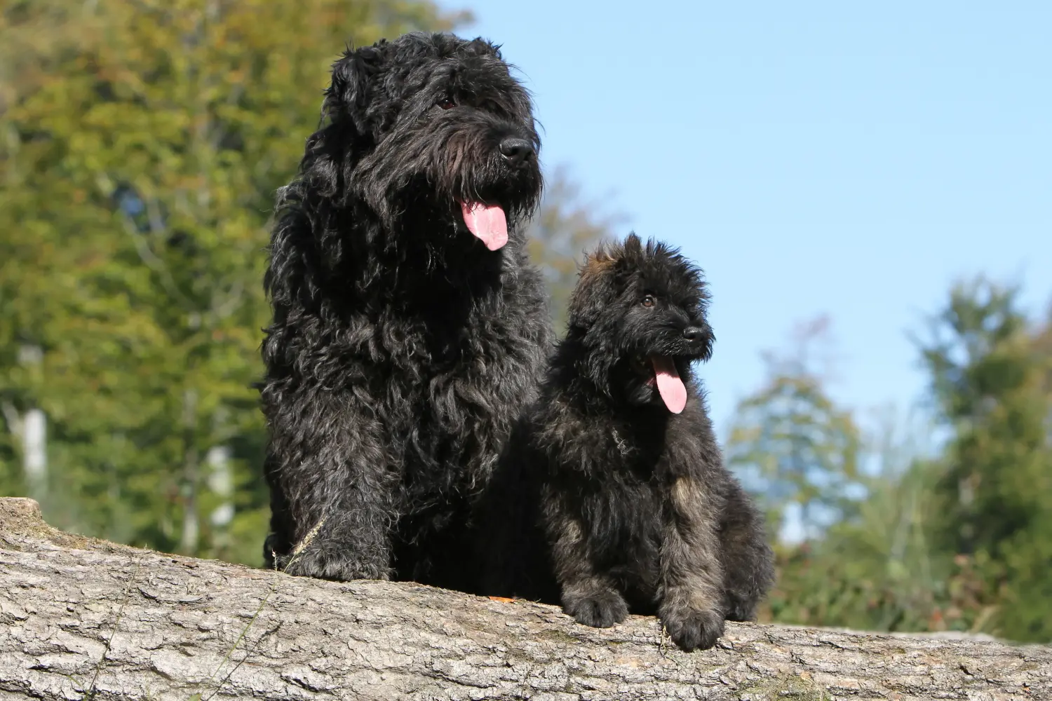 Egy Bouvier des Flandres kiskutya megvásárlása felelősségvállalást jelent! Vásároljon Bouvier des Flandres kiskutyákat.