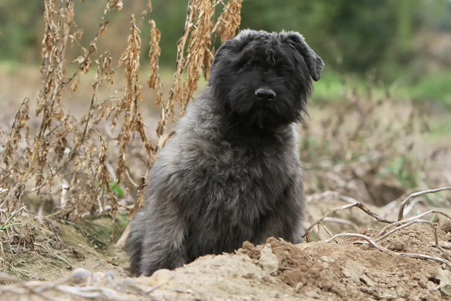 Egy Bouvier des Flandres kiskutya megvásárlása felelősségvállalást jelent! Vásároljon Bouvier des Flandres kiskutyákat.