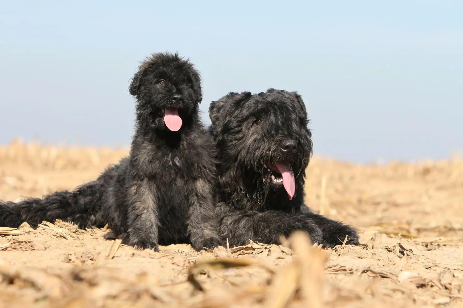 Egy Bouvier des Flandres kiskutya megvásárlása felelősségvállalást jelent! Vásároljon Bouvier des Flandres kiskutyákat.