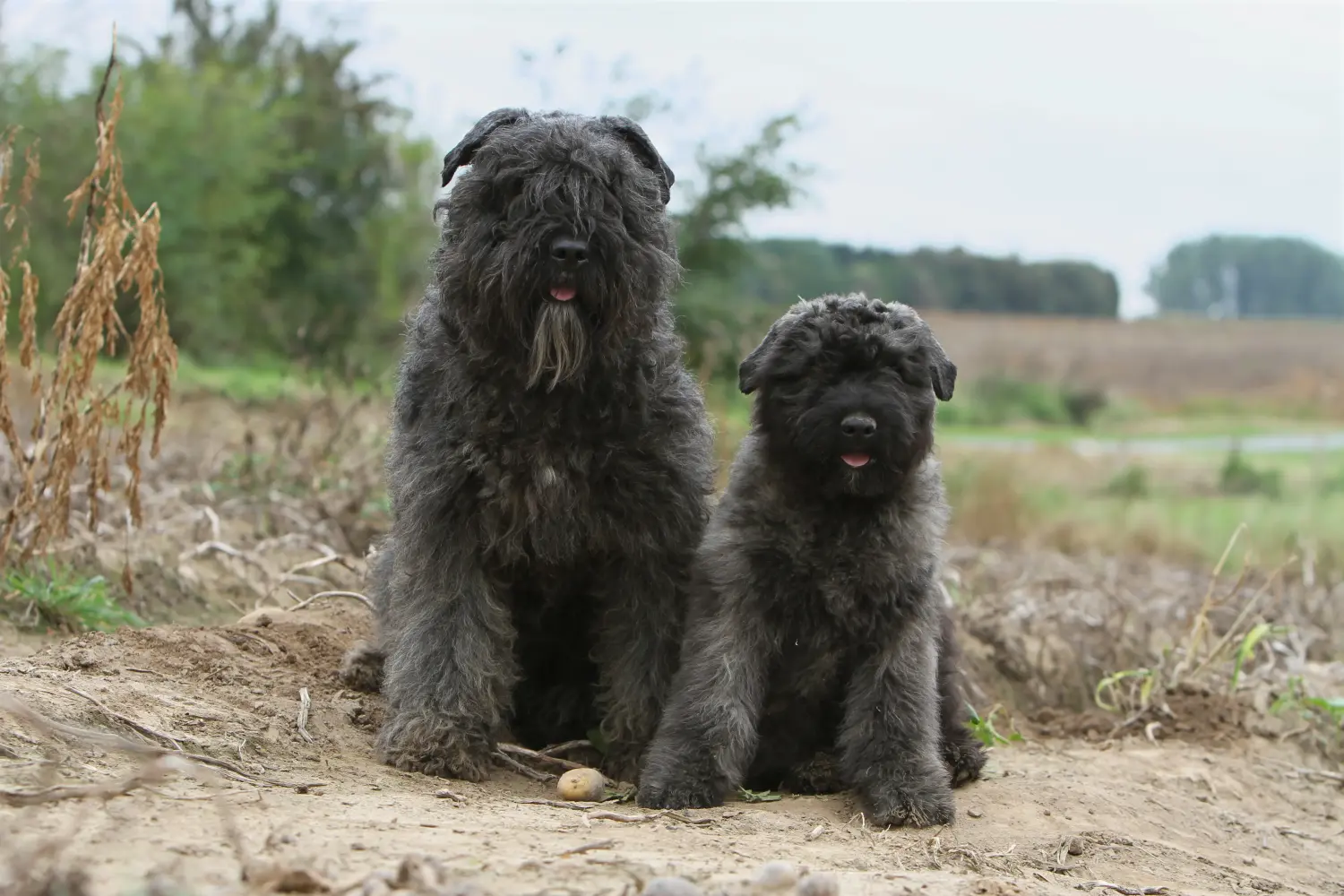 Egy Bouvier des Flandres kiskutya megvásárlása felelősségvállalást jelent! Vásároljon Bouvier des Flandres kiskutyákat.
