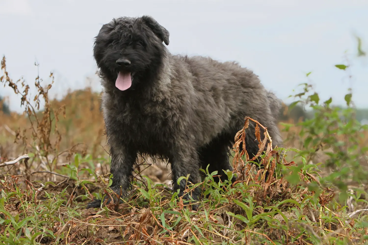 Egy Bouvier des Flandres kiskutya megvásárlása felelősségvállalást jelent! Vásároljon Bouvier des Flandres kiskutyákat.