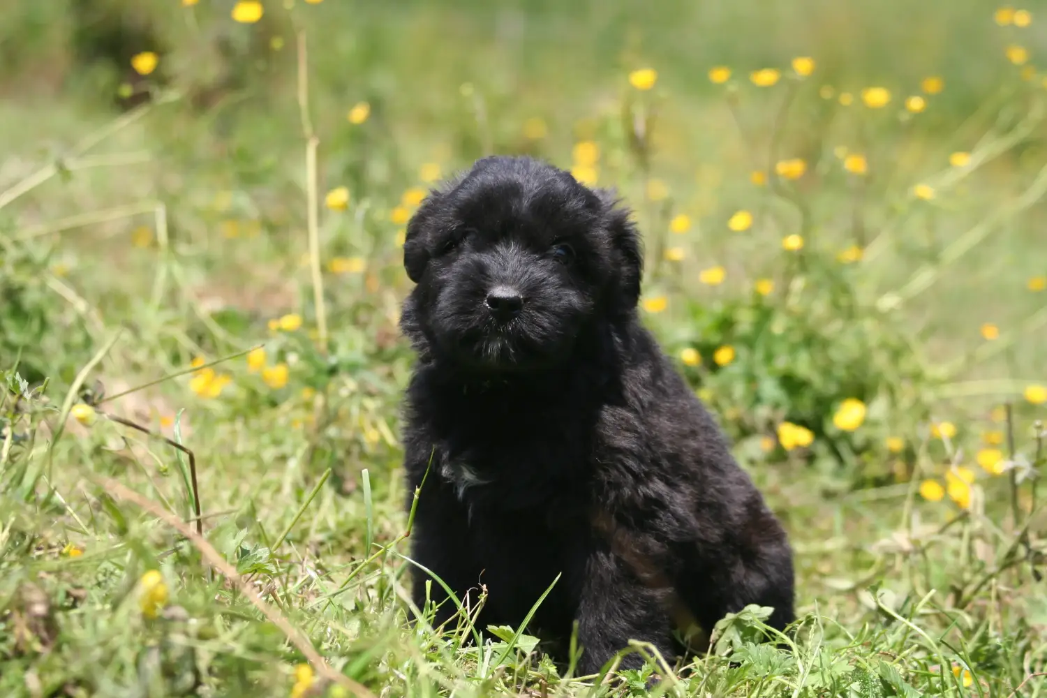 Egy Bouvier des Flandres kiskutya megvásárlása felelősségvállalást jelent! Vásároljon Bouvier des Flandres kiskutyákat.
