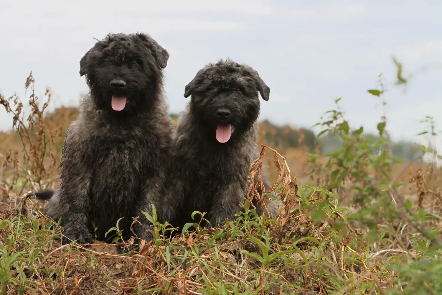 Egy Bouvier des Flandres kiskutya megvásárlása felelősségvállalást jelent! Vásároljon Bouvier des Flandres kiskutyákat.