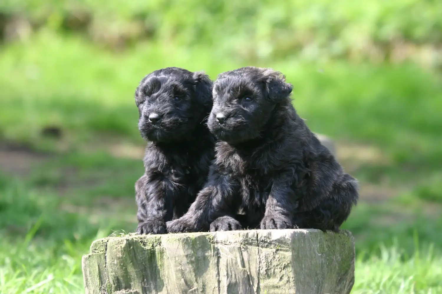 Egy Bouvier des Flandres kiskutya megvásárlása felelősségvállalást jelent! Vásároljon Bouvier des Flandres kiskutyákat.