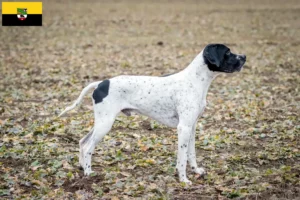 Read more about the article Braque d’Auvergne tenyésztők és kiskutyák Szász-Anhaltban
