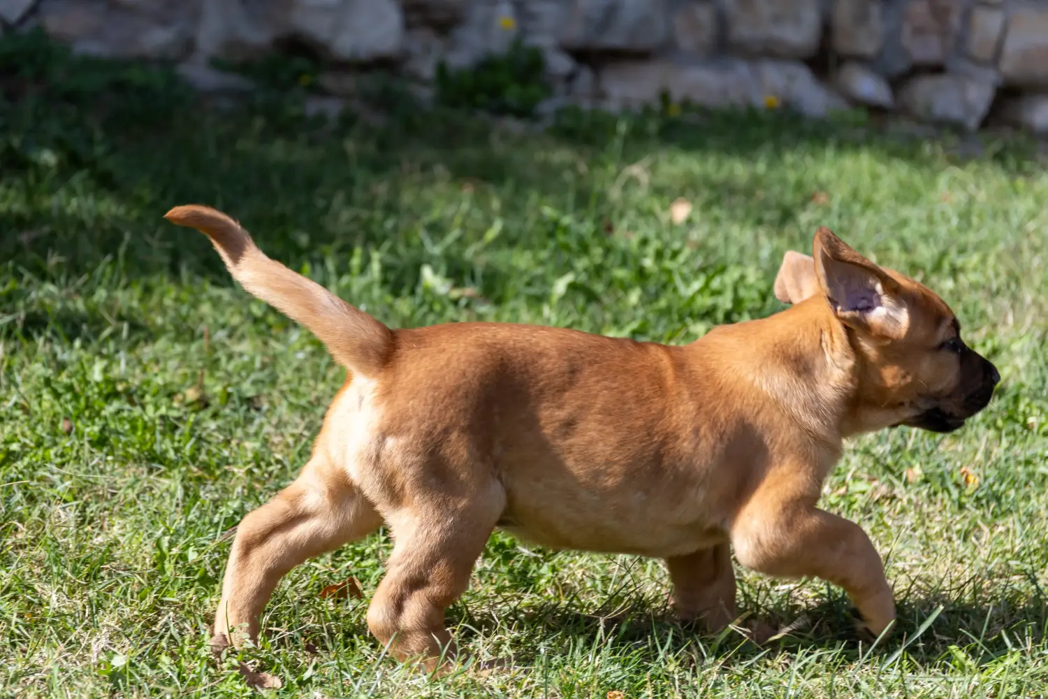 Broholmer kiskutya vásárlása felelősségvállalást jelent! Vásároljon Broholmer kiskutyákat.