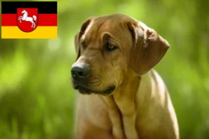 Read more about the article Broholmer tenyésztők és kiskutyák Alsó-Szászországban