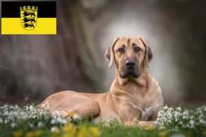Read more about the article Broholmer tenyésztők és kölykök Baden-Württembergben