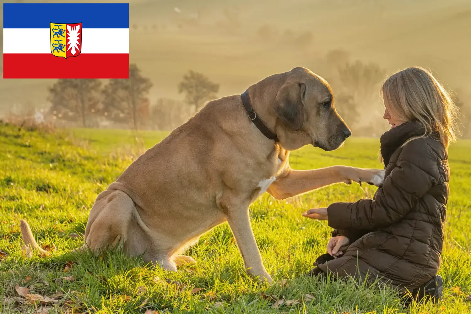 Read more about the article Broholmer tenyésztők és kiskutyák Schleswig-Holstein tartományban
