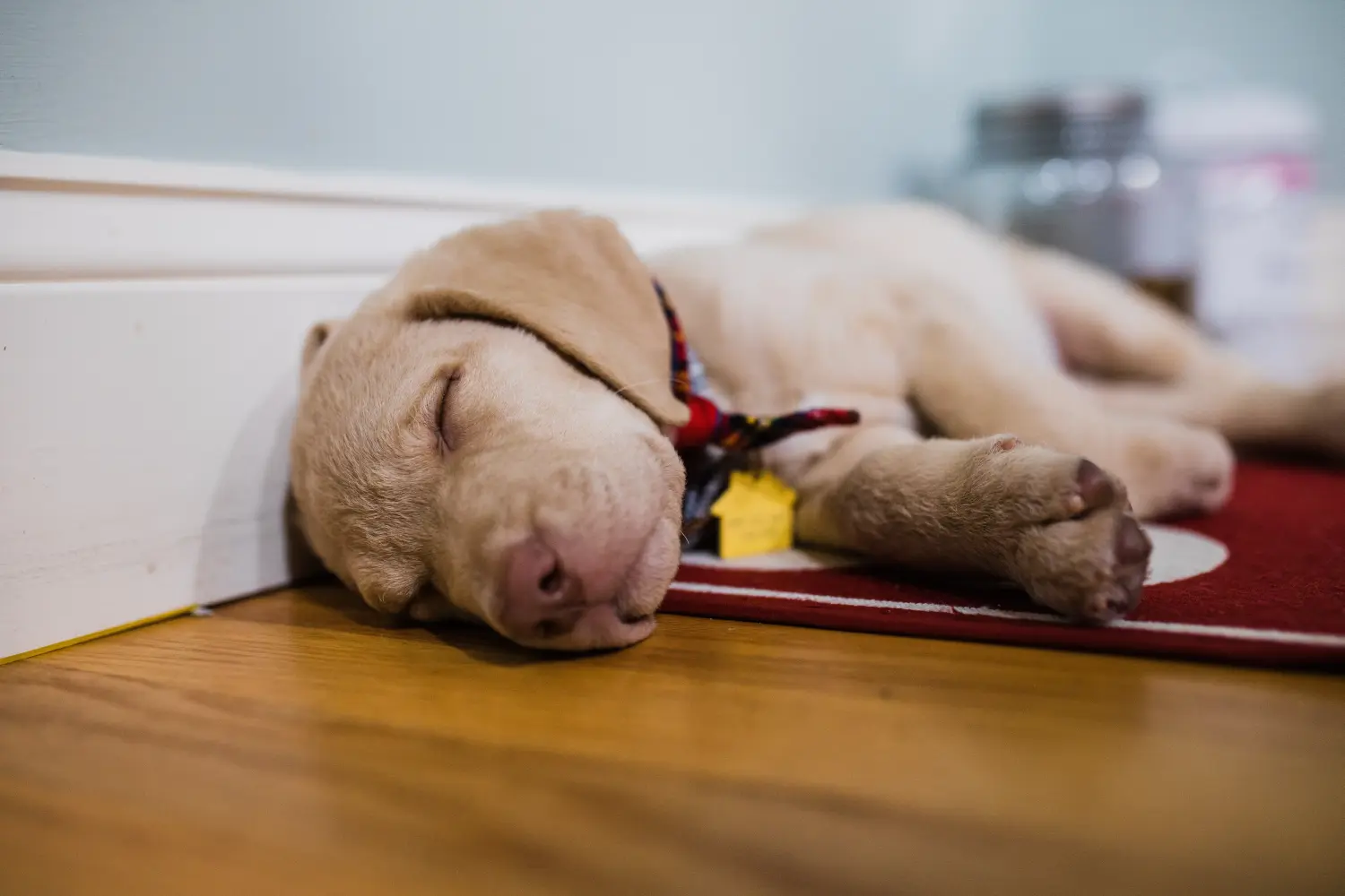 Egy Chesapeake Bay Retriever kiskutya megvásárlása felelősségvállalást jelent! Chesapeake Bay Retriever kiskutyák vásárlása.