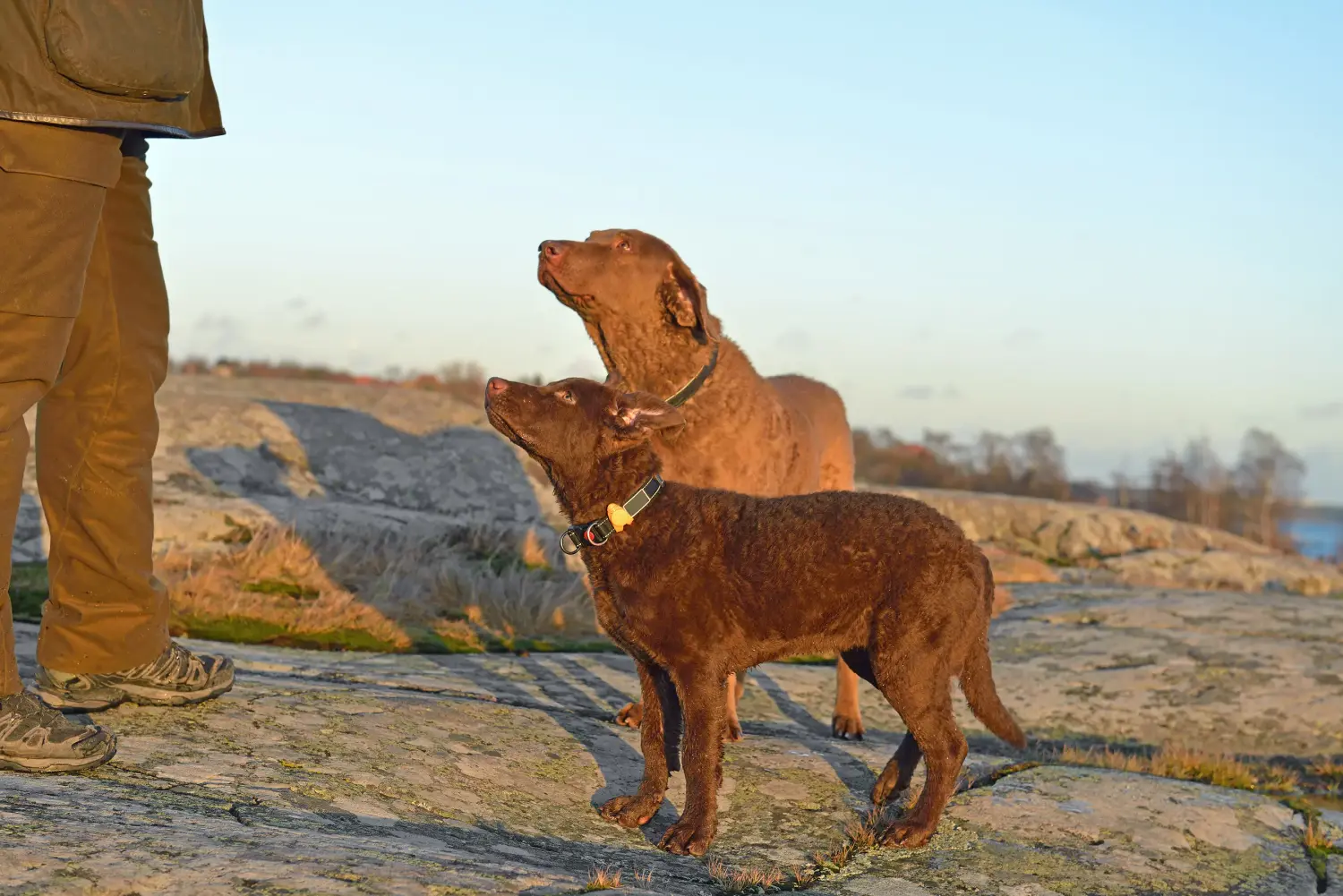 Egy Chesapeake Bay Retriever kiskutya megvásárlása felelősségvállalást jelent! Chesapeake Bay Retriever kiskutyák vásárlása.