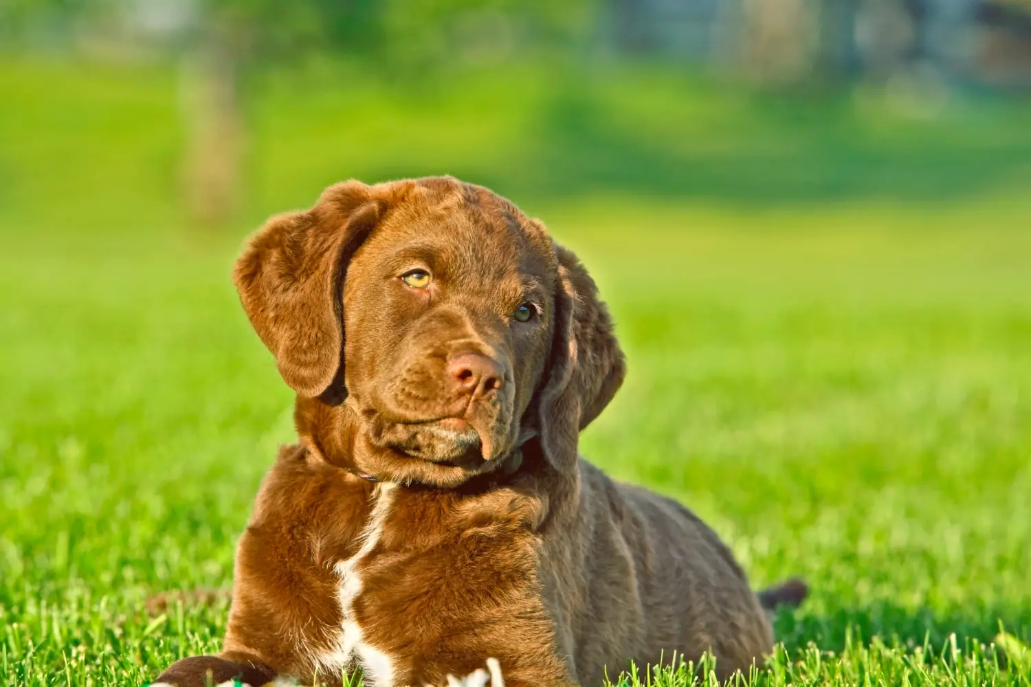 Egy Chesapeake Bay Retriever kiskutya megvásárlása felelősségvállalást jelent! Chesapeake Bay Retriever kiskutyák vásárlása.