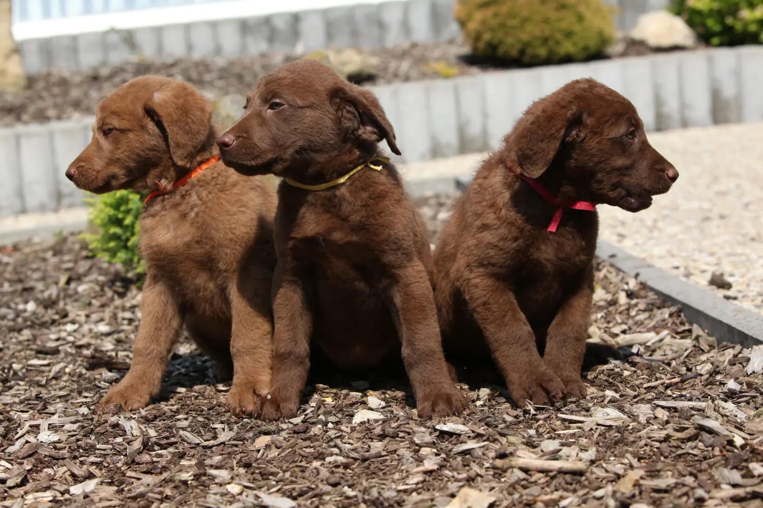 Egy Chesapeake Bay Retriever kiskutya megvásárlása felelősségvállalást jelent! Chesapeake Bay Retriever kiskutyák vásárlása.