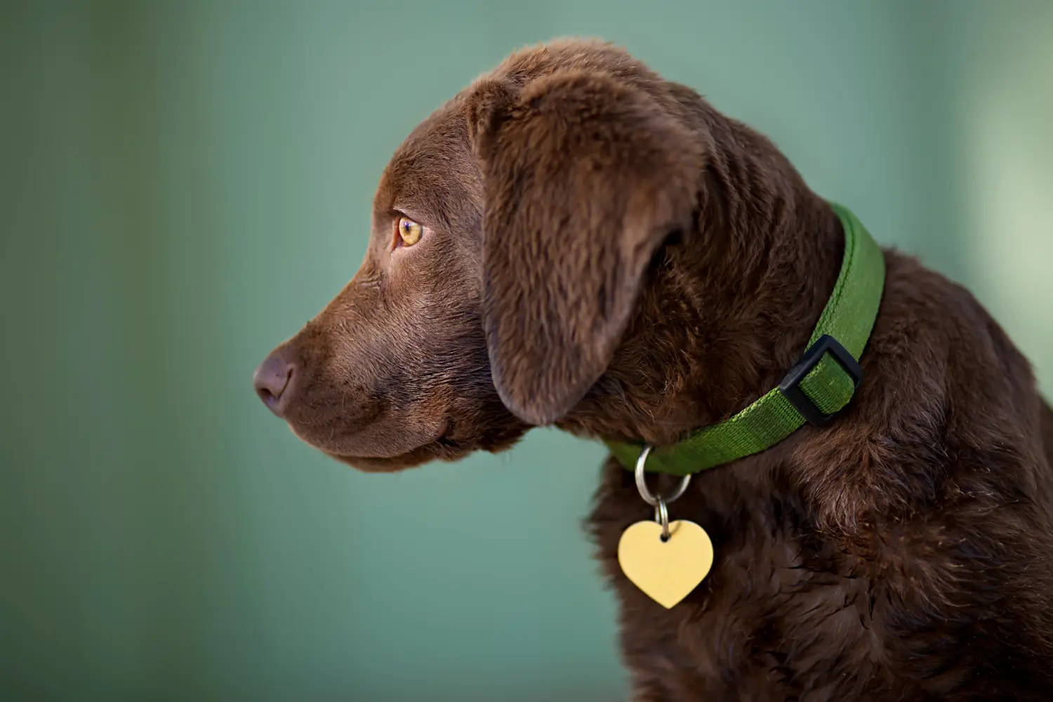 Egy Chesapeake Bay Retriever kiskutya megvásárlása felelősségvállalást jelent! Chesapeake Bay Retriever kiskutyák vásárlása.
