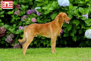 Read more about the article Chesapeake Bay Retriever tenyésztők és kiskutyák Brémában