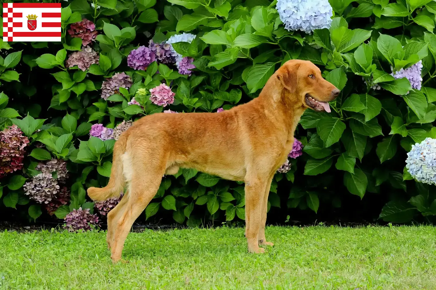 Chesapeake Bay Retriever kiskutyák és tenyésztők Bremen Keresse meg a Chesapeake Bay Retriever tenyésztőket Brémában.