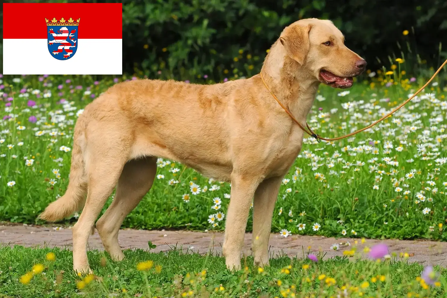 Chesapeake Bay Retriever kiskutyák és tenyésztők Hessen Itt talál Chesapeake Bay Retriever tenyésztőket Hessenben.