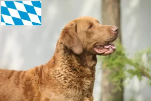 Read more about the article Chesapeake Bay Retriever tenyésztők és kiskutyák Bajorországban