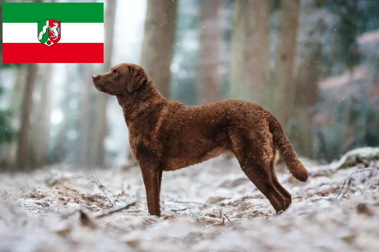 Chesapeake Bay Retriever kiskutyák és tenyésztők Észak-Rajna-Vesztfália Keresse meg a Chesapeake Bay Retriever tenyésztőket Észak-Rajna-Vesztfália területén.