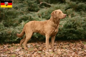 Read more about the article Chesapeake Bay Retriever tenyésztők és kiskutyák Saar-vidéken