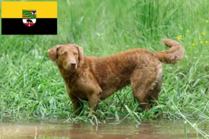 Read more about the article Chesapeake Bay Retriever tenyésztők és kölykök Szász-Anhaltban