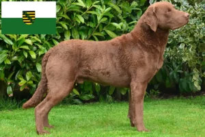 Read more about the article Chesapeake Bay Retriever tenyésztők és kölykök Szászországban