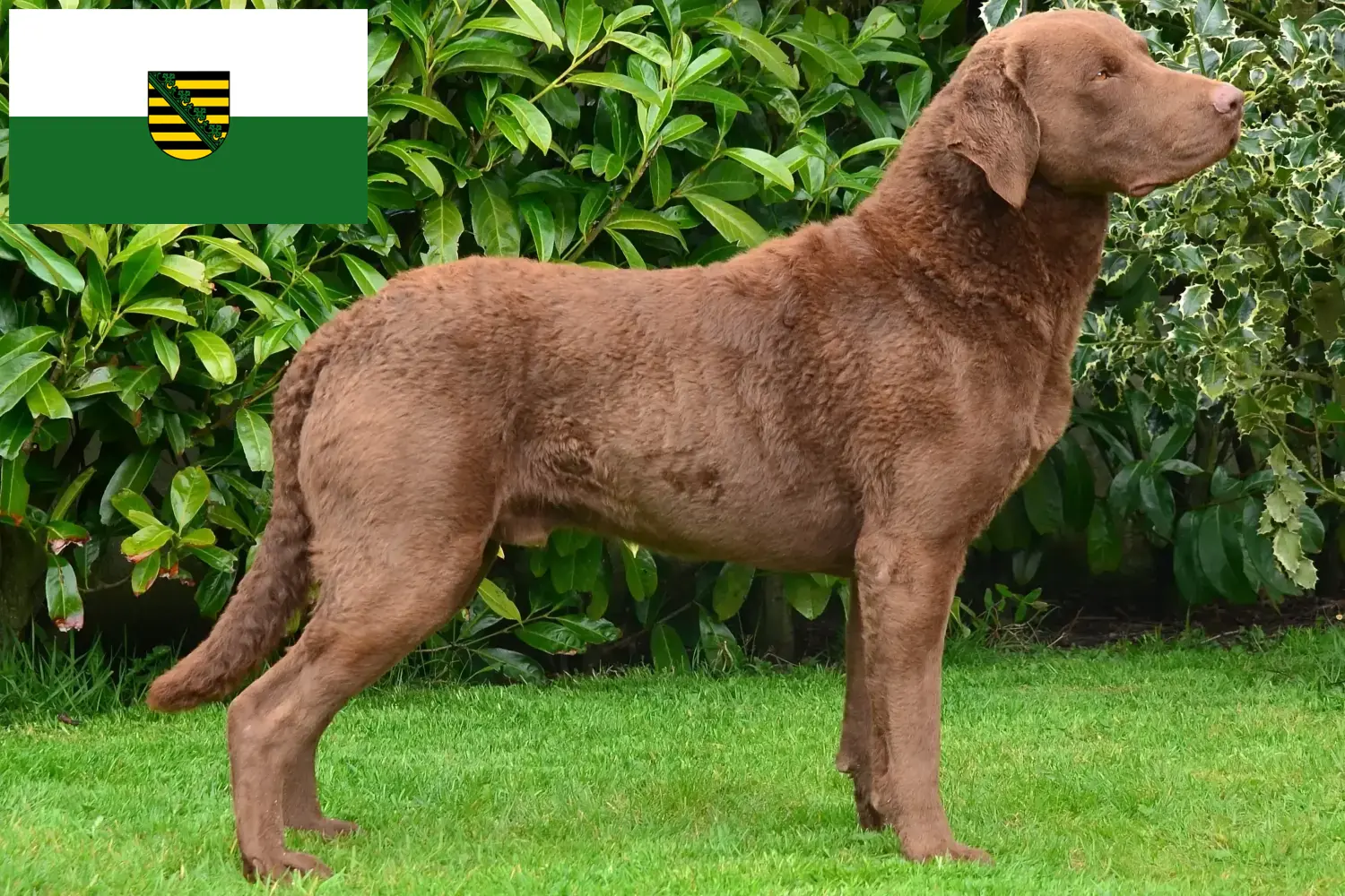 Chesapeake Bay Retriever kiskutyák és tenyésztők Szászország Itt megtalálja a szászországi Chesapeake Bay Retriever tenyésztőket.