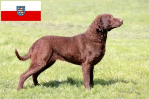 Read more about the article Chesapeake Bay Retriever tenyésztők és kölykök Türingiában